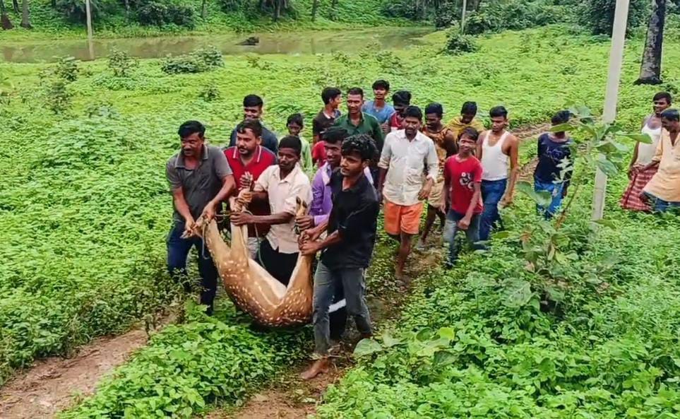 वन विभाग की लापरवाही का नतीजा, हिरण को कुत्तों ने बनाया अपना शिकार